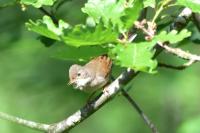 Sylvia communis