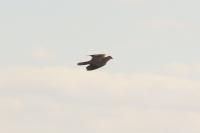 Streptopelia decaocto