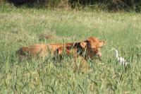 Bubulcus ibis