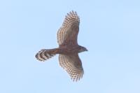 Accipiter gentilis