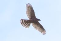 Accipiter gentilis