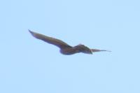 Accipiter gentilis