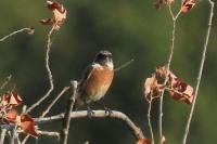 Saxicola rubicola