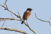 Saxicola rubicola