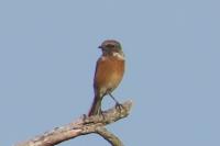 Saxicola rubicola