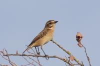 Saxicola rubetra