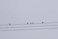 Sturnus vulgaris