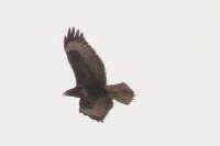 Buteo buteo
