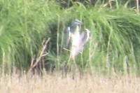 Ardea cinerea