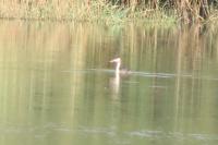 Podiceps cristatus