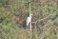Ardea alba