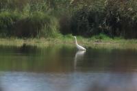 Ardea alba