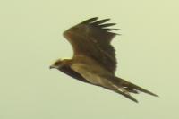 Circus aeruginosus
