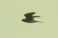Falco tinnunculus