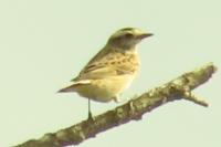 Saxicola rubetra