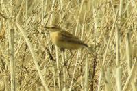 Saxicola rubetra