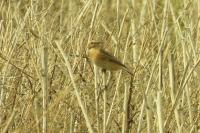 Saxicola rubetra