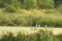 Ardea alba