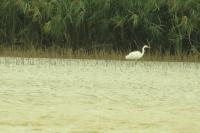 Ardea alba