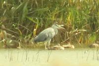 Ardea cinerea