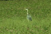 Ardea cinerea