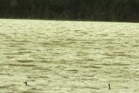 Podiceps cristatus