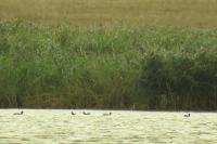 Fulica atra