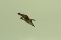 Buteo buteo