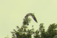 Elanus caeruleus
