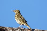 Anthus pratensis