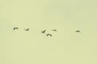 Grus grus