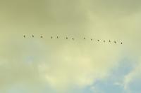 Grus grus