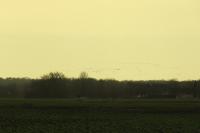 Grus grus