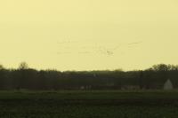 Grus grus