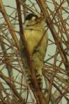 Dendrocopos minor