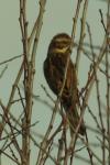 Emberiza schoeniclus