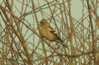 Fringilla coelebs