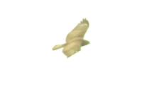 Buteo buteo