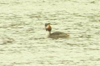 Podiceps cristatus