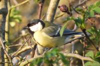 Parus major