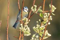 Cyanistes caeruleus