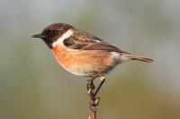 Saxicola rubicola