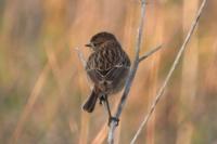 Saxicola rubicola