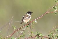 Saxicola rubicola