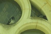 Columba livia