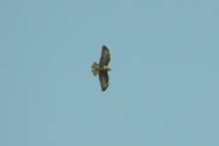 Buteo buteo