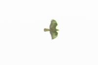 Buteo buteo
