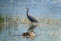 Egretta gularis