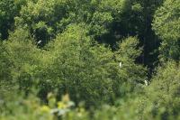 Bubulcus ibis