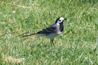 Motacilla alba
